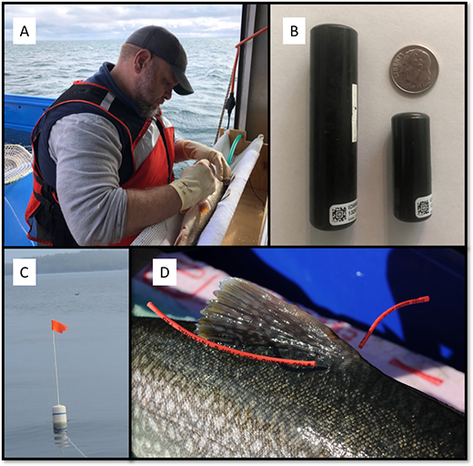 Four combined images, upper left is a man doing surgery on a fish, upper right is transmitters compared to a quarter, botton left a buoy, button right is a wire tag through the top fin of a fish